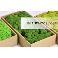 Islandmoos
