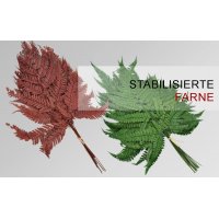 Stabiliserte Farne