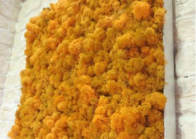 Moosbilder mit Alurahmen und Islandmoos Orange