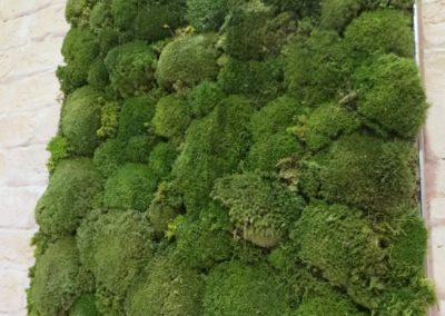 Moosbilder mit Alurahmen und Bollmoos Waldgrün
