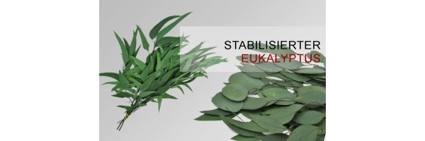 Eukalyptus