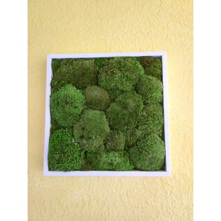 Moosbilder - Rahmen eckig weiss - Polstermoos Premium - Apfelgr�n 20 x 20 cm