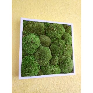 Moosbilder - Rahmen eckig weiss - Polstermoos Premium - Apfelgr�n 20 x 20 cm