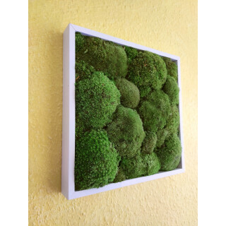 Moosbilder - Rahmen eckig weiss - Polstermoos Premium - Apfelgr�n 20 x 20 cm