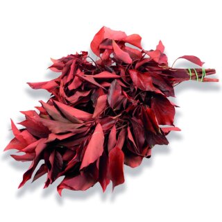 Stabilisierter Efeu - Hedera - Rot - Strau� 150 Gramm