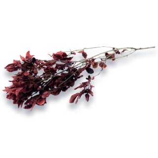 Stabilisierter Pittosporum Klebsamen - Farbe Rot -100 Gramm