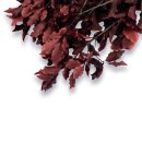 Stabilisierter Pittosporum Klebsamen - Farbe Rot -100...