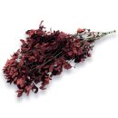 Stabilisierter Pittosporum Klebsamen - Farbe Rot -100...