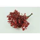Stabilisierter Pittosporum Klebsamen - Farbe Rot -100 Gramm