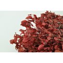 Stabilisierter Pittosporum Klebsamen - Farbe Rot -100 Gramm