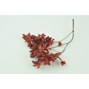 Stabilisierter Pittosporum Klebsamen - Farbe Rot -100 Gramm