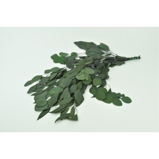 Stabilisierter Eukalyptus Populus - Gr&uuml;n - Bund 150 Gramm