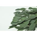 Stabilisierter Eukalyptus Populus - Gr&uuml;n - Bund 150...
