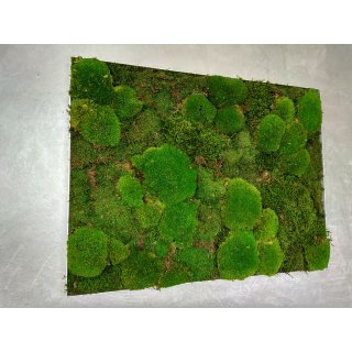 Moosbild - Bollmoos und Waldmoos - Farbe Gr�n - Alurahmen Eckig