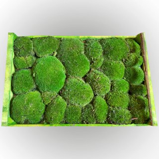 Bollenmoos - Kugelmoos - Lose - Farbe Grün - Kiste 58 x 38 cm