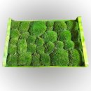 Bollenmoos - Kugelmoos - Lose - Farbe Grün - Kiste 58 x 38 cm