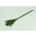 Stabilisierter Papyrus - Farbe Gr&uuml;n - 7 Stiele pro Bund
