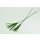 Stabilisierter Papyrus - Farbe Gr&uuml;n - 7 Stiele pro Bund