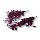 Stabilisierter Eukalyptus Populus - Farbe Rot - Bund 150...