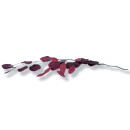 Stabilisierter Eukalyptus Populus - Farbe Rot - Bund 150 Gramm