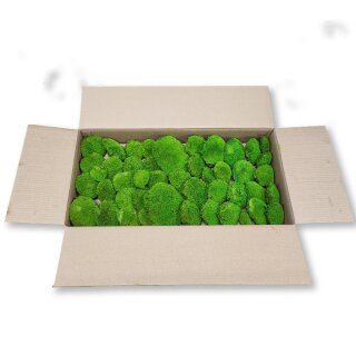 Canopy Polstermoos Konserviert - Farbe Hellgrün - 0,60 - 0,80 qm pro Karton