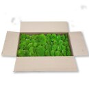 Canopy Polstermoos Konserviert - Farbe Hellgrün - 0,60 - 0,80 qm pro Karton