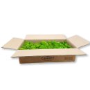 Canopy Polstermoos Konserviert - Farbe Hellgrün - 0,60 - 0,80 qm pro Karton