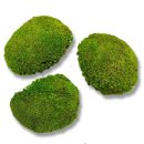 Canopy Polstermoos Konserviert - Farbe Hellgrün - 0,60 - 0,80 qm pro Karton
