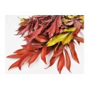 Stabilisierter Scheinmyrte Cocculus - Herbstfarben - Strau&szlig; 200 Gramm