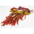 Stabilisierter Scheinmyrte Cocculus - Herbstfarben - Strau&szlig; 200 Gramm
