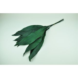 Stabilisierte Schusterpalme Aspidistra - Farbe Gr&uuml;n - Bund a 10 St&uuml;ck