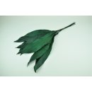 Stabilisierte Schusterpalme Aspidistra - Farbe Gr&uuml;n - Bund a 10 St&uuml;ck