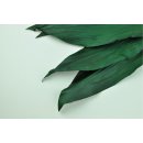 Stabilisierte Schusterpalme Aspidistra - Farbe Gr&uuml;n - Bund a 10 St&uuml;ck