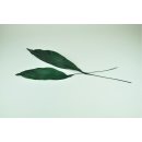 Stabilisierte Schusterpalme Aspidistra - Farbe Gr&uuml;n - Bund a 10 St&uuml;ck