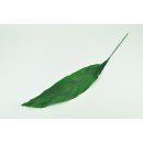 Stabilisierte Schusterpalme Aspidistra - Farbe Gr&uuml;n - Bund a 10 St&uuml;ck