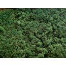 Islandmoos - Rentiermoos - Lose im Karton - 450 Gramm -...
