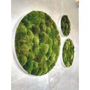 Moosbild Bollmoos - Alurahmen Rund - Farbe Waldgrün - Durchmesser 40 cm