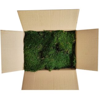 Stabilisiertes Lappen- /Waldmoos - Farbe Waldgrün - 2,00 kg pro Karton