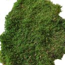 Stabilisiertes Lappen- /Waldmoos - Farbe Waldgrün - 2,00 kg pro Karton