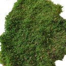 Konserviertes Waldmoos - Lappenmoos - Waldgrün - 0,50 kg im Karton