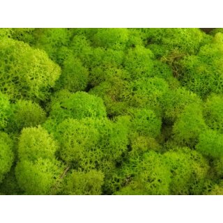Islandmoos - Lose verpackt - 5 kg im Karton - Frühlingsgrün