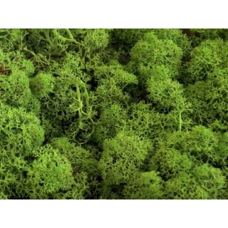 Islandmoos - Lose verpackt - 5 kg im Karton - Mittelgrün