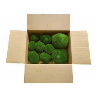 Polstermoos - Waldgrün - Lose verpackt - 0,10 qm pro Karton