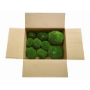 Polstermoos - Waldgrün - Lose verpackt - 0,10 qm pro...