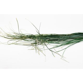 Stabilisiertes Bear Grass - Farbe Gr&uuml;n - 100 Gramm pro Bund