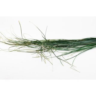 Stabilisiertes Bear Grass - Farbe Grün - 100 Gramm pro Bund