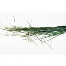 Stabilisiertes Bear Grass - Farbe Gr&uuml;n - 100 Gramm...