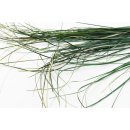 Stabilisiertes Bear Grass - Farbe Gr&uuml;n - 100 Gramm pro Bund