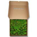 Konserviertes Mini-Polstermoos - Hellgrün - Lose verpackt - 0,16 qm im Karton