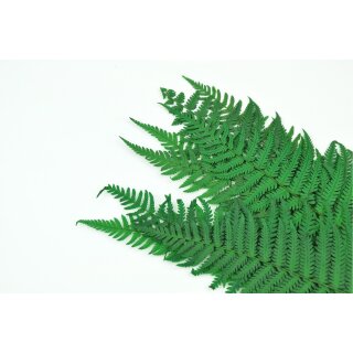 Stabilisierte Farne - Pergament Farn - Farbe Grün